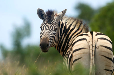 zebra