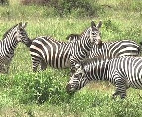 karibu and kenya tour