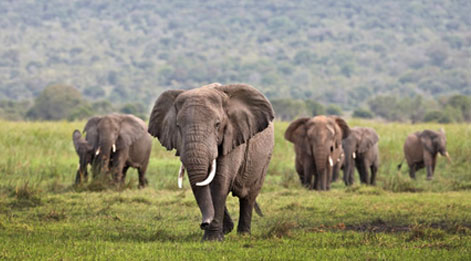 african elephants